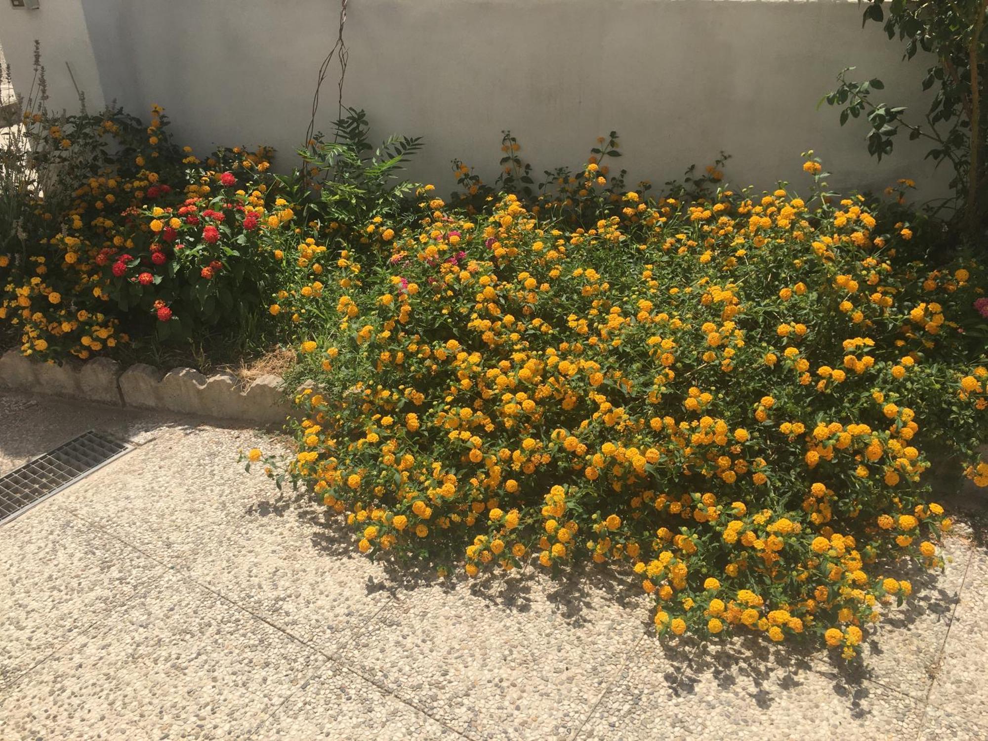 לינה וארוחת בוקר Oschiri A Casa Di Zia מראה חיצוני תמונה
